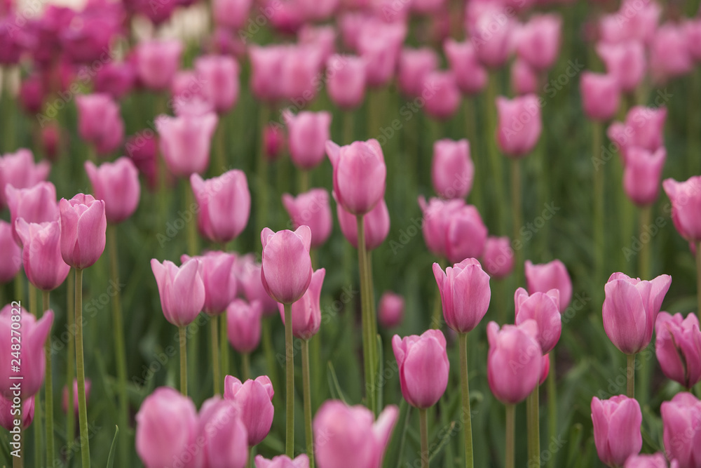 pink tulips pattern