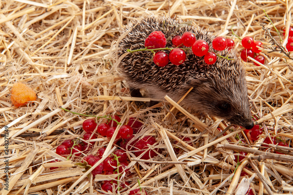 young hedgehog on the straw with berries of raspberry and currant. young hedgehog on the straw with berries of raspberry and currant.