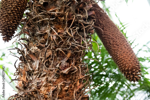 trunk of a palm tree close-up. Cones on the tree. Food in Asia photo