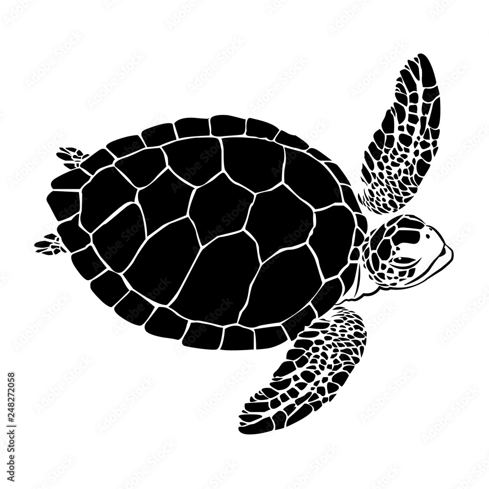 graphic sea turtle,vector illustration of sea turtle Stock Vector ...