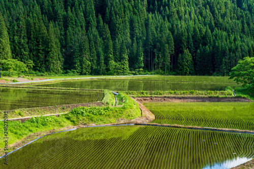 Akita Prefecture Paddy field	秋田県 田んぼと秋田杉