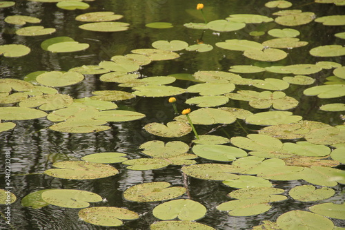 pond with water lilies