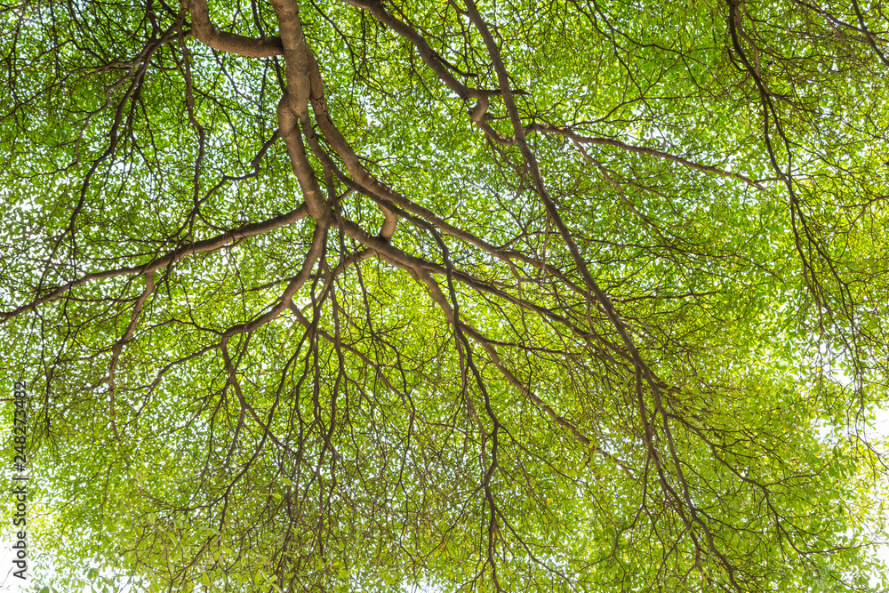Fototapeta premium Detailed of tree branches with green leaf