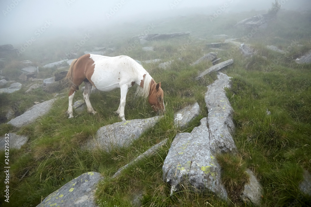 Horse grazing on the stony slope of La Rhune mountain in the fog