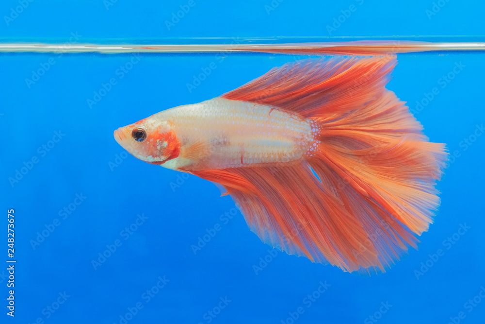 Beautiful siam betta fish with colorful white and orange color in fresh  water glass tank on blue background, aquatic pet fish in thailand. Stock  Photo | Adobe Stock