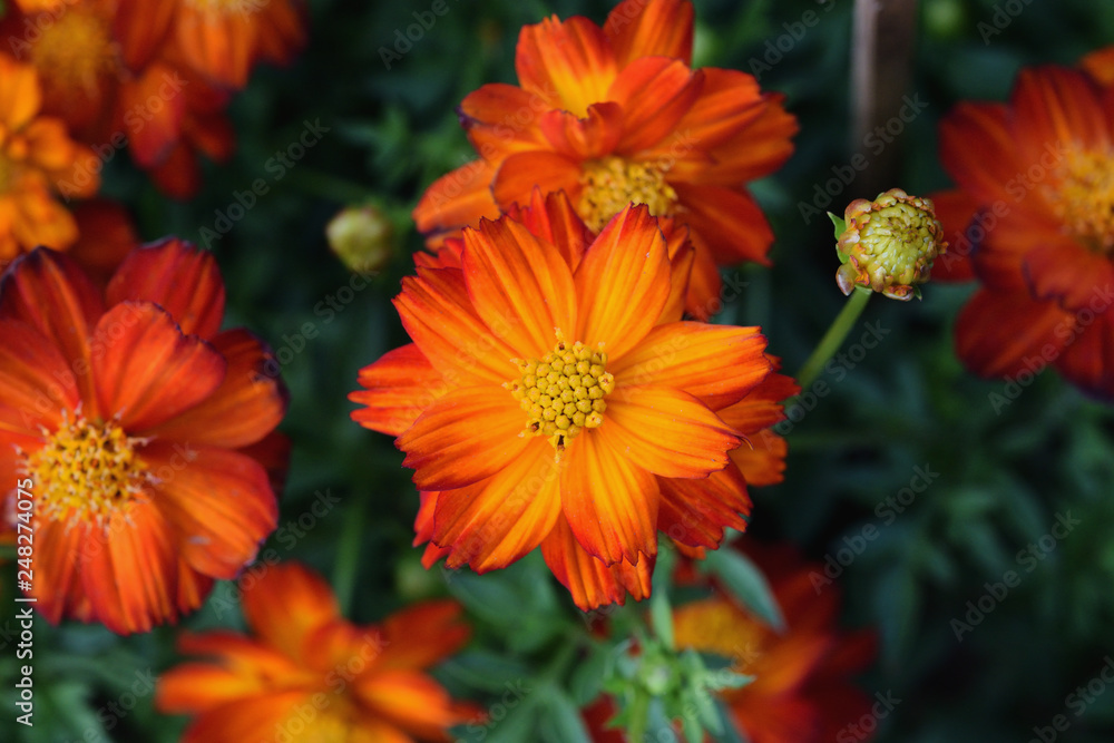 Orange Cosmos Flower