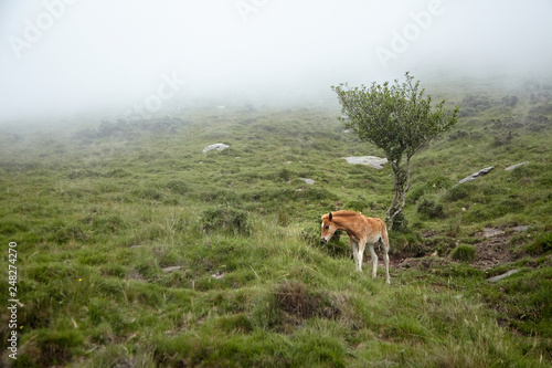 La Rhune, France: Foal grazing on a hillside in the fog. Young horse eating green fresh grass in a mountain pasture
