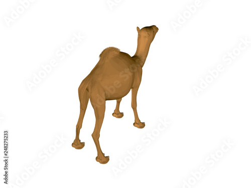 Camel