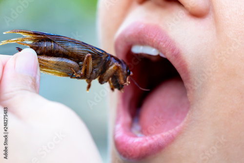 The woman opening her mouth to eat insects. The concept of protein food sources from insects. Brachytrupes portentosus crickets is a good source of protein, vitamin B12, and iron, it is low in fat. © Pongsak