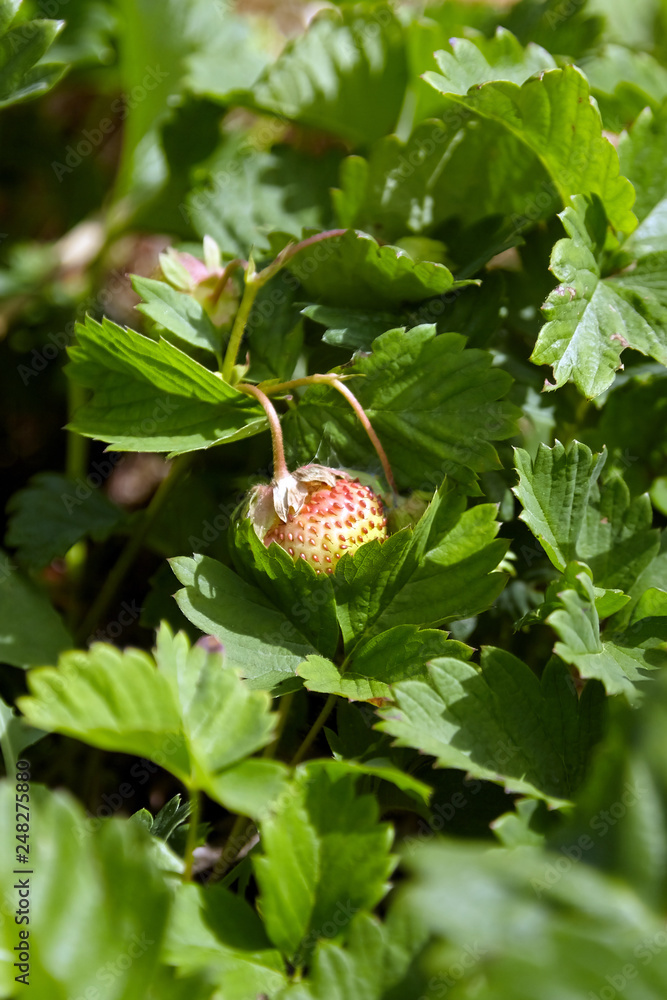 Strawberry growing in the garden, young green berry Strawberry growing in the garden, young green berry