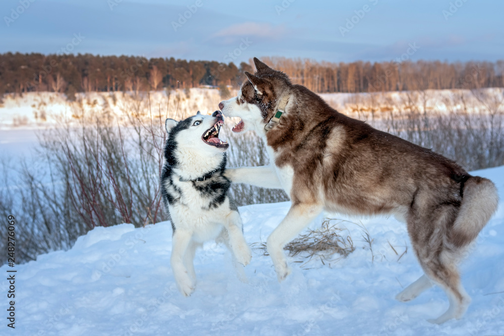 Playing dogs on snow. Husky dogs jump, bite, fight. Friendly two siberian  husky dogs. Stock Photo