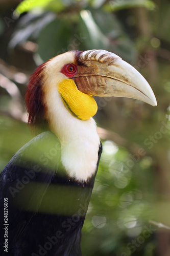 The wreathed hornbill (Rhyticeros undulatus), also known as the bar-pouched wreathed hornbil, portait. photo