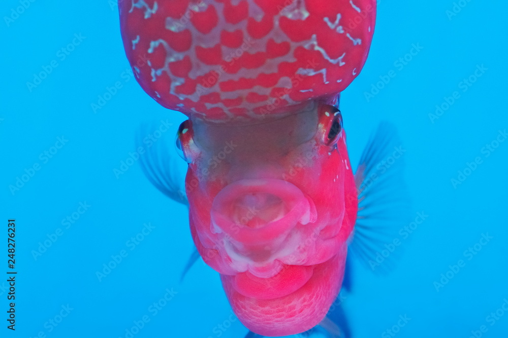 Close up front face of beautiful Flower horn cichlid diving in