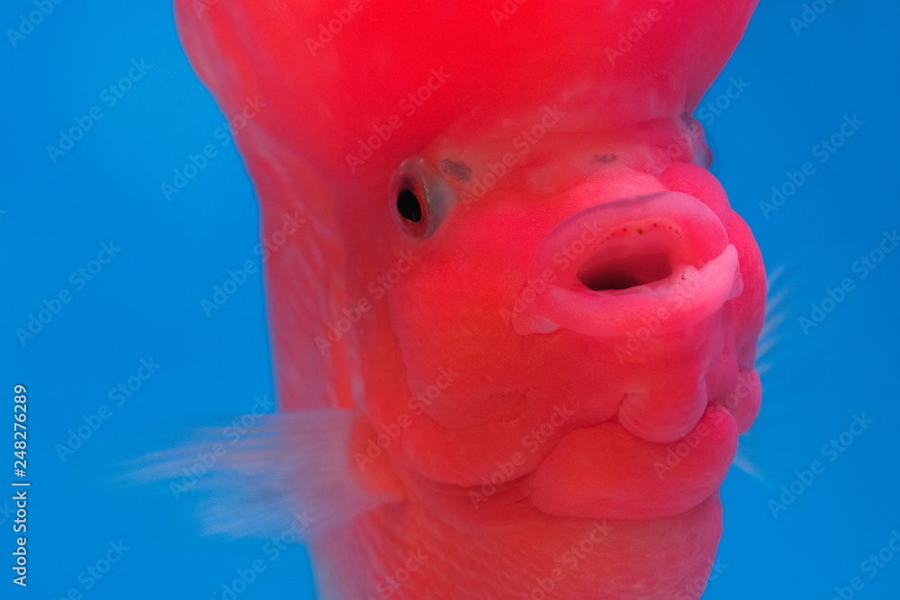 Close up front face of beautiful Flower horn cichlid diving in fresh water  glass tank with blue background, aquarium fish in Thailand. Stock Photo