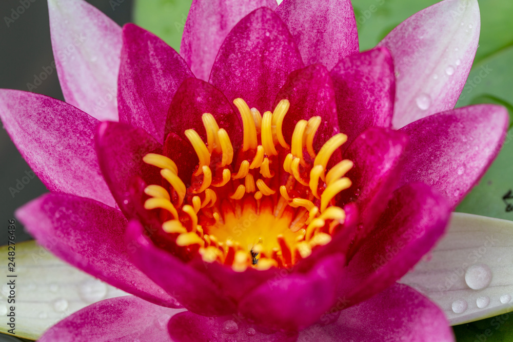 Lotus and water lily flowers  close up in the pond with bright colors of petals and pollen. beautiful nature gives peaceful and serene atmosphere.  Lotus and water lily flowers are symbol in Buddhism