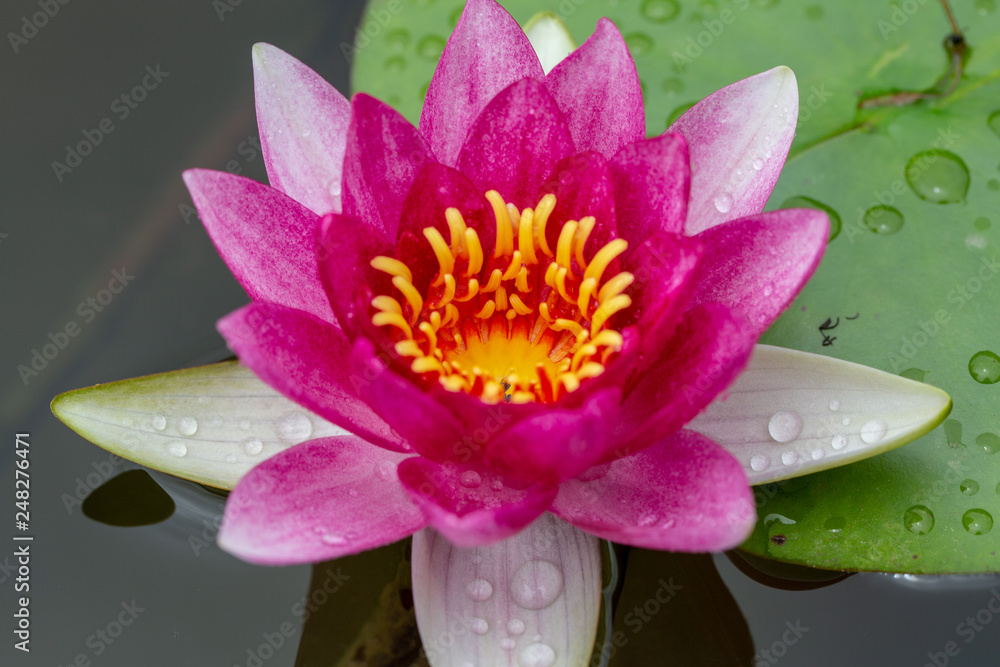 Lotus and water lily flowers close up in the pond with bright colors of petals and pollen. beautiful nature gives peaceful and serene atmosphere. Lotus and water lily flowers are symbol in Buddhism Lotus and water lily flowers close up in the pond with bright colors of petals and pollen. beautiful nature gives peaceful and serene atmosphere. Lotus and water lily flowers are symbol in Buddhism