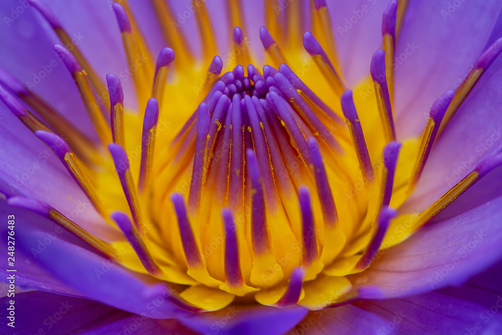 Obraz premium Lotus and water lily flowers close up in the pond with bright colors of petals and pollen. beautiful nature gives peaceful and serene atmosphere. Lotus and water lily flowers are symbol in Buddhism