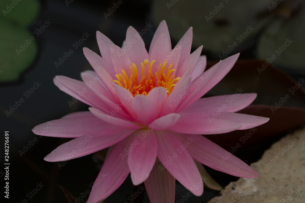 Lotus and water lily flowers  close up in the pond with bright colors of petals and pollen. beautiful nature gives peaceful and serene atmosphere.  Lotus and water lily flowers are symbol in Buddhism