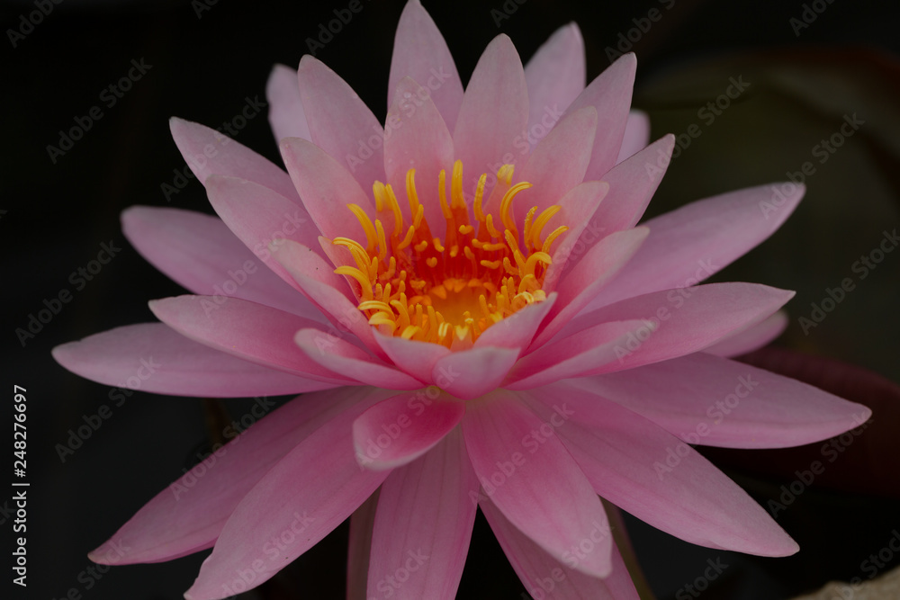 Lotus and water lily flowers close up in the pond with bright colors of petals and pollen. beautiful nature gives peaceful and serene atmosphere. Lotus and water lily flowers are symbol in Buddhism Lotus and water lily flowers close up in the pond with bright colors of petals and pollen. beautiful nature gives peaceful and serene atmosphere. Lotus and water lily flowers are symbol in Buddhism
