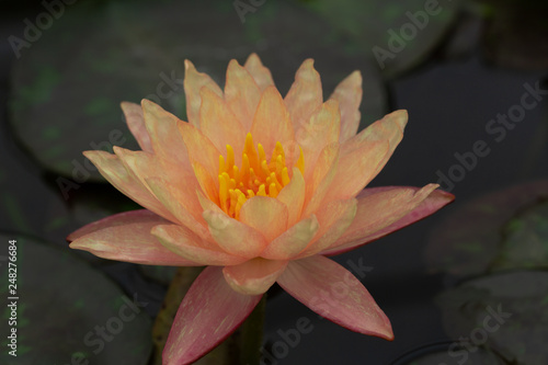 Lotus and water lily flowers close up in the pond with bright colors of petals and pollen. beautiful nature gives peaceful and serene atmosphere. Lotus and water lily flowers are symbol in Buddhism