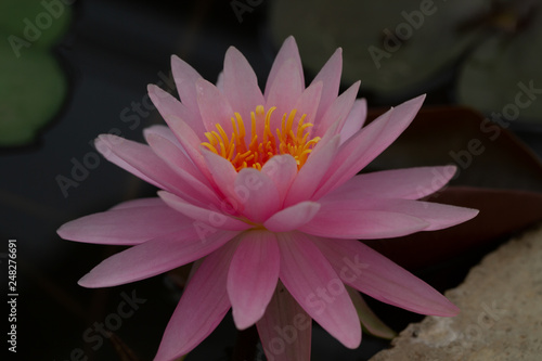 Lotus and water lily flowers close up in the pond with bright colors of petals and pollen. beautiful nature gives peaceful and serene atmosphere. Lotus and water lily flowers are symbol in Buddhism