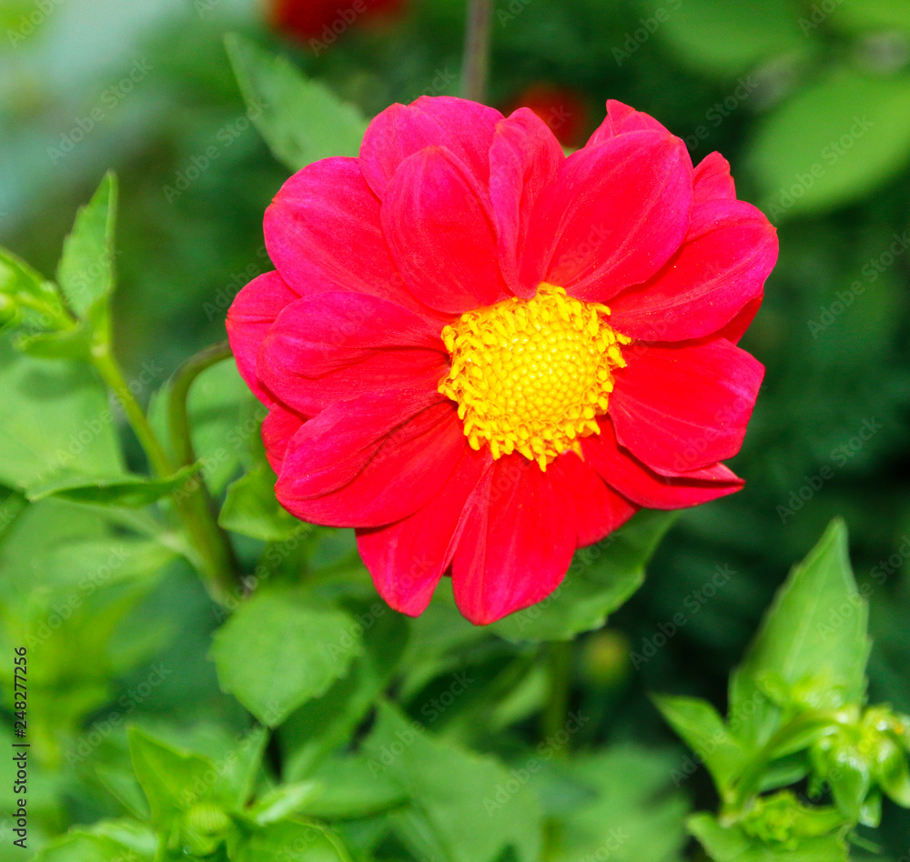 Red dahlia flower in bloom close-up view Red dahlia flower in bloom close-up view