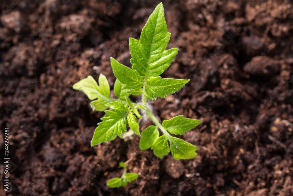 Young tomato sapling Young tomato sapling
