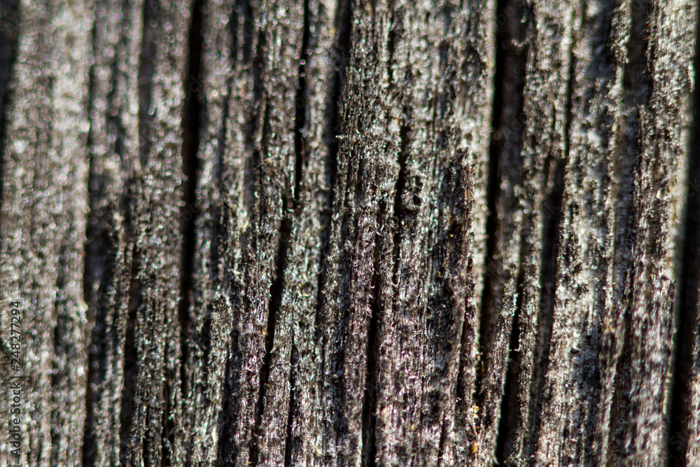 Obraz premium Old wood texture