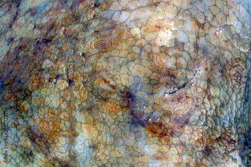 The texture of the wet skin of a large octopus. Bright abstract background. Dark.