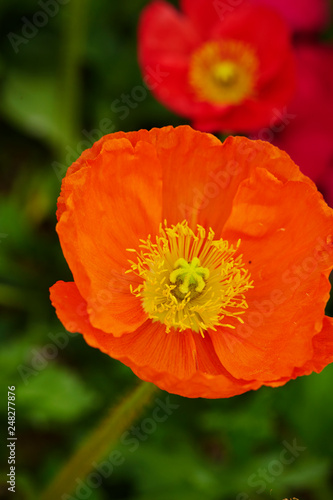 flowers in the garden