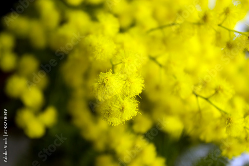 Yellow Mimosa flowers on tree branches. Spring background. Selective focus. Concept- Valentine's Day, women's day, congratulations on the holiday.