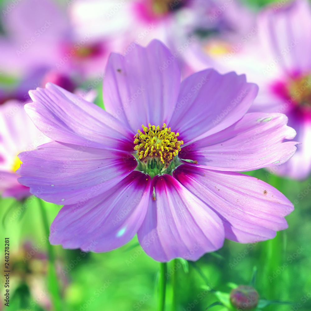 cosmos, closeup of purple flower