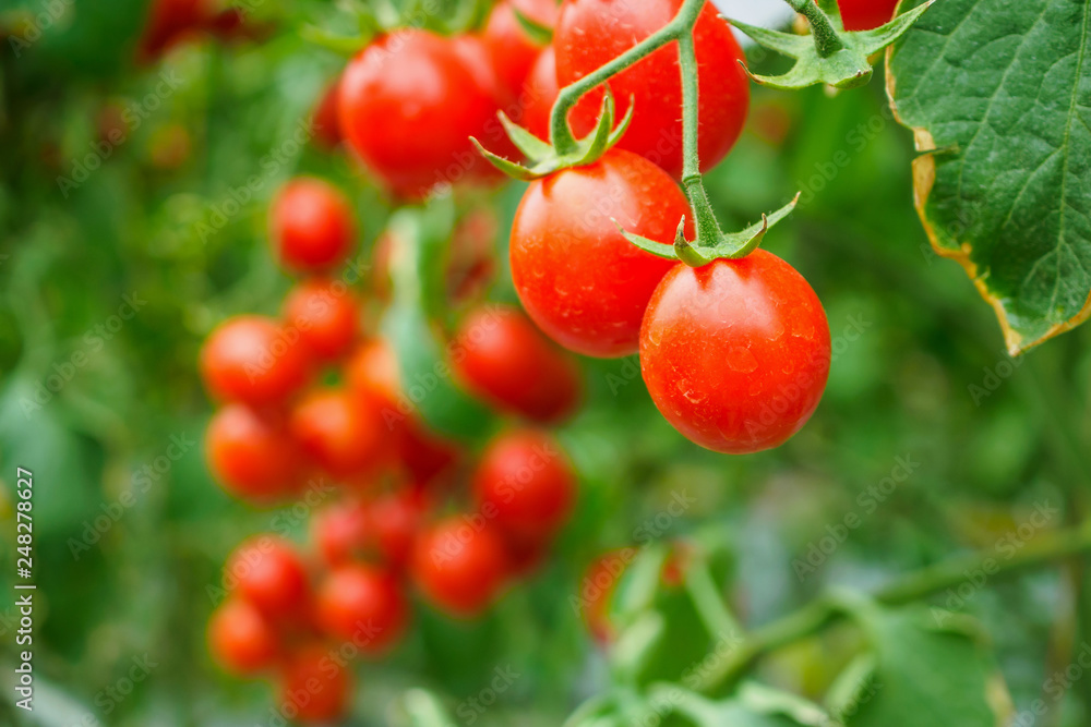Fresh ripe red tomatoes plant growth in organic greenhouse garden ready to harvest Fresh ripe red tomatoes plant growth in organic greenhouse garden ready to harvest
