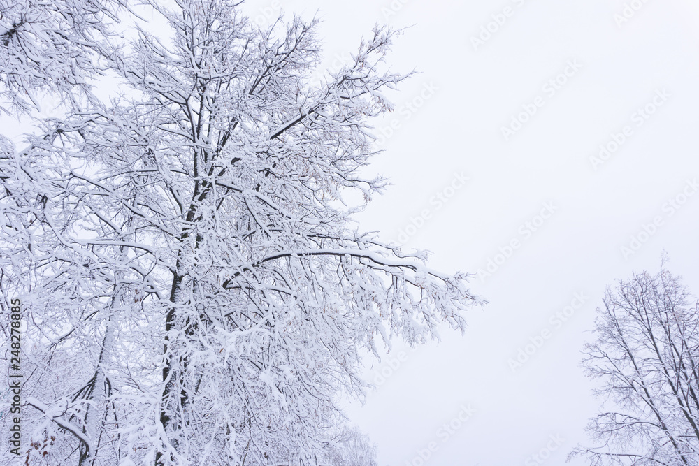 View of frozen tree against forest. Blue tone. Rural landscape View of frozen tree against forest. Blue tone. Rural landscape