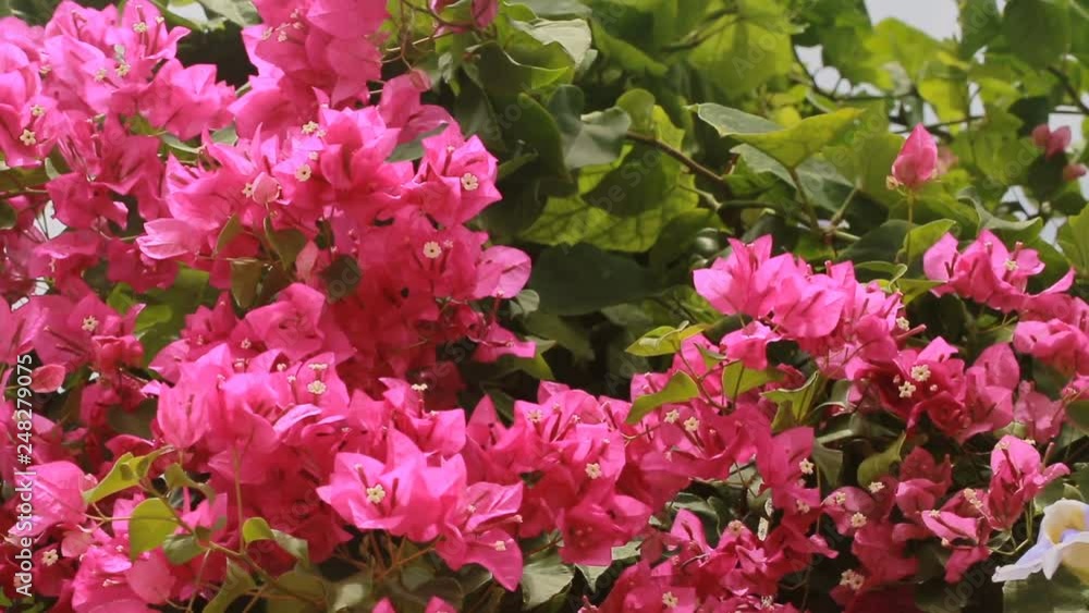Magenta bougainvillea flowers blooming. Floral background. Magenta bougainvillea flowers blooming. Floral background.