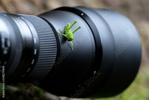 grasshopper above the camera lens photo