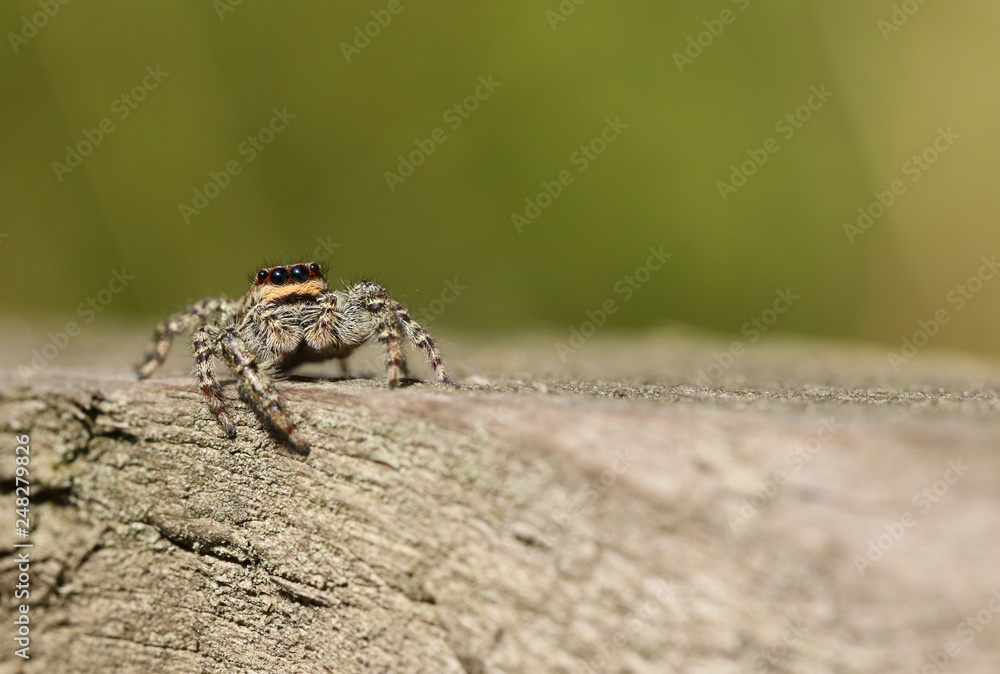 A fencepost Jumping Spider (Marpissa muscosa) hunting on a wooden fence. A fencepost Jumping Spider (Marpissa muscosa) hunting on a wooden fence.