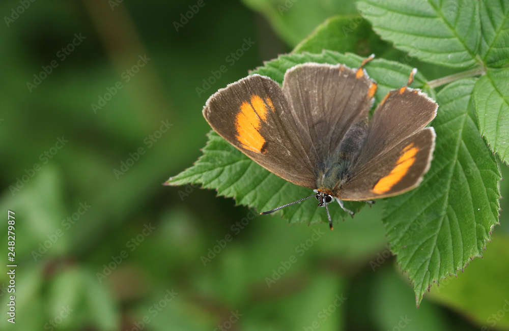 Obraz premium A rare Brown Hairstreak (Thecla betulae) perched on a leaf .