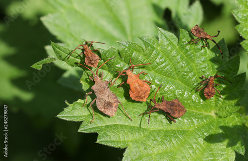 A family of Dock Bug (Coreus marginatus) perched on a stinging Nettle leaf.