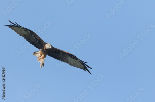  A hunting Red Kite  Milvus milvus  flying in the blue sky.