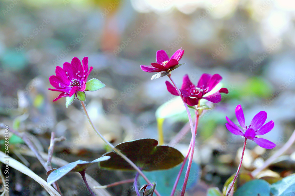 雪割草 ユキワリソウ 野草 早春の花 ピンク 春一番 Stock Photo Adobe Stock