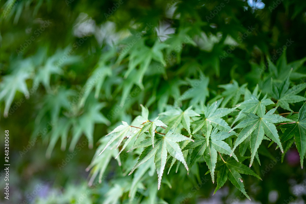 紅葉 紅葉