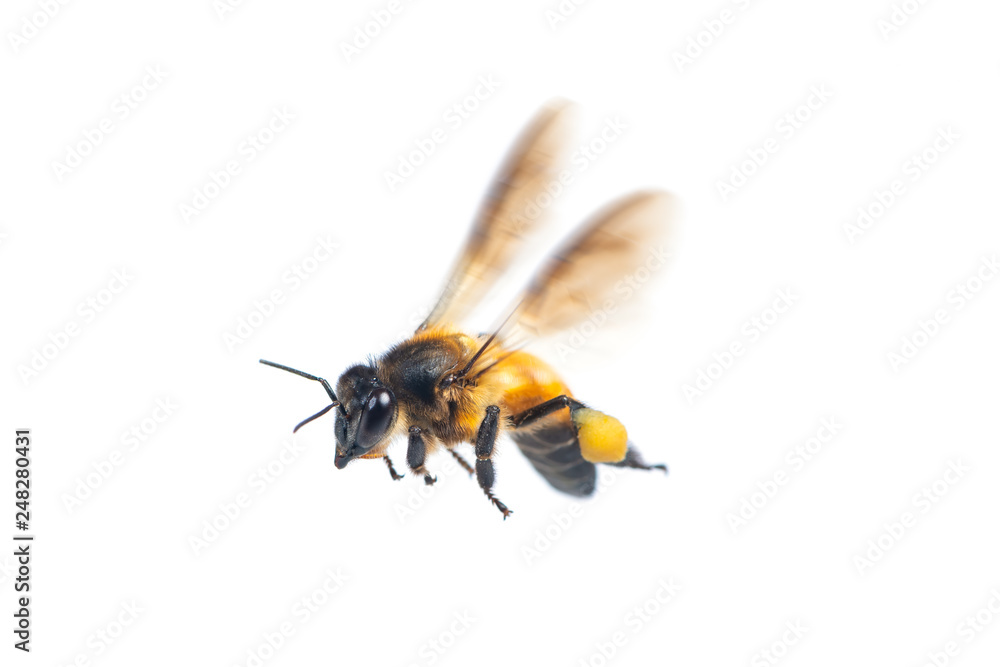 A close up of flying bee isolated on white background A close up of flying bee isolated on white background