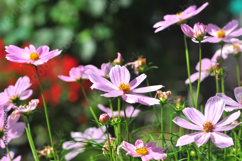 cosmos  flowers in the garden