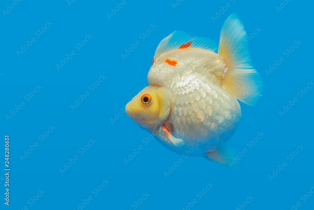 Beautiful white Ryukin Goldfish diving in fresh water glass tank on blue background. Beautiful white Ryukin Goldfish diving in fresh water glass tank on blue background.