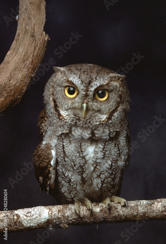 Eastern Screech Owl (Megascops Asio)