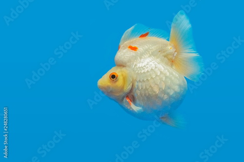 Beautiful white Ryukin Goldfish diving in fresh water glass tank on blue background. © Yuttana Joe