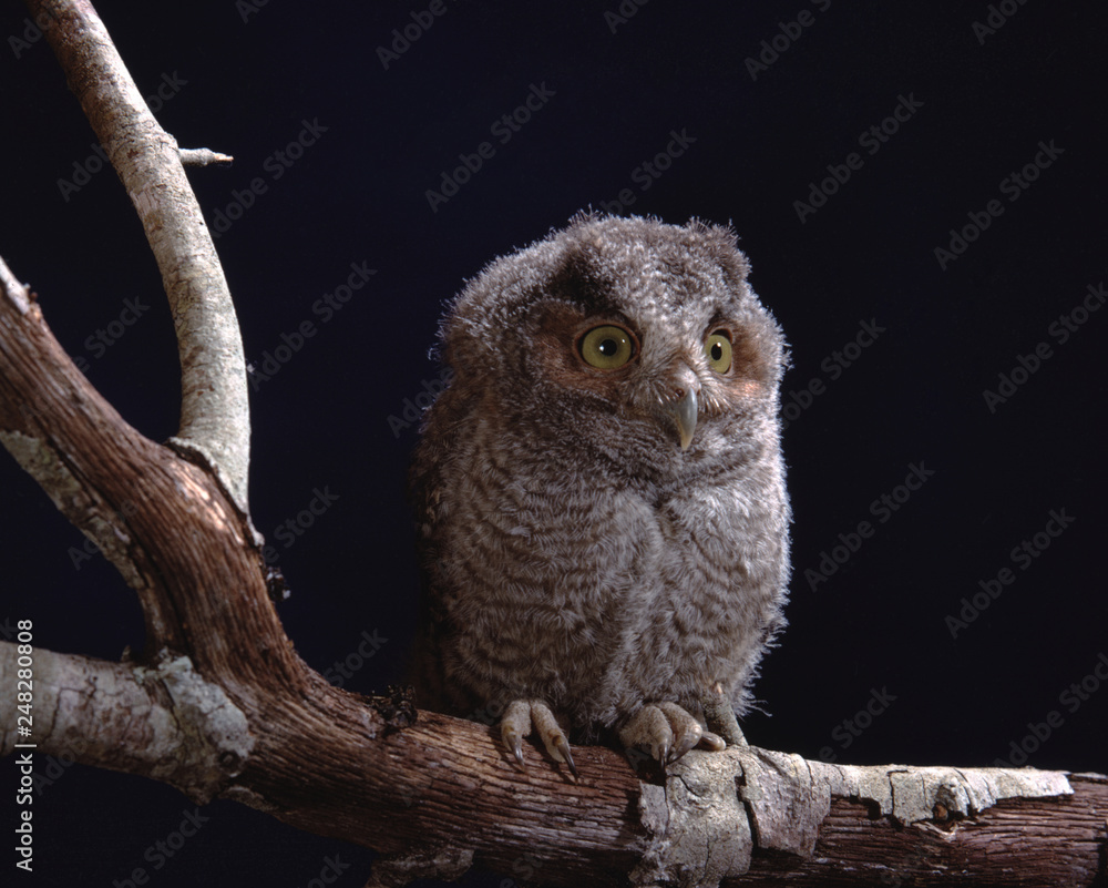 Obraz premium Eastern Screech Owl (Megascops Asio)
