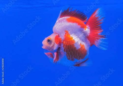 Beautiful Ryukin Goldfish diving in fresh water glass tank on blue background.