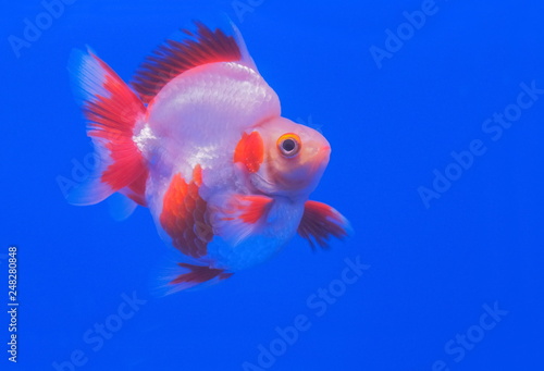 Beautiful Ryukin Goldfish diving in fresh water glass tank on blue background. © Yuttana Joe